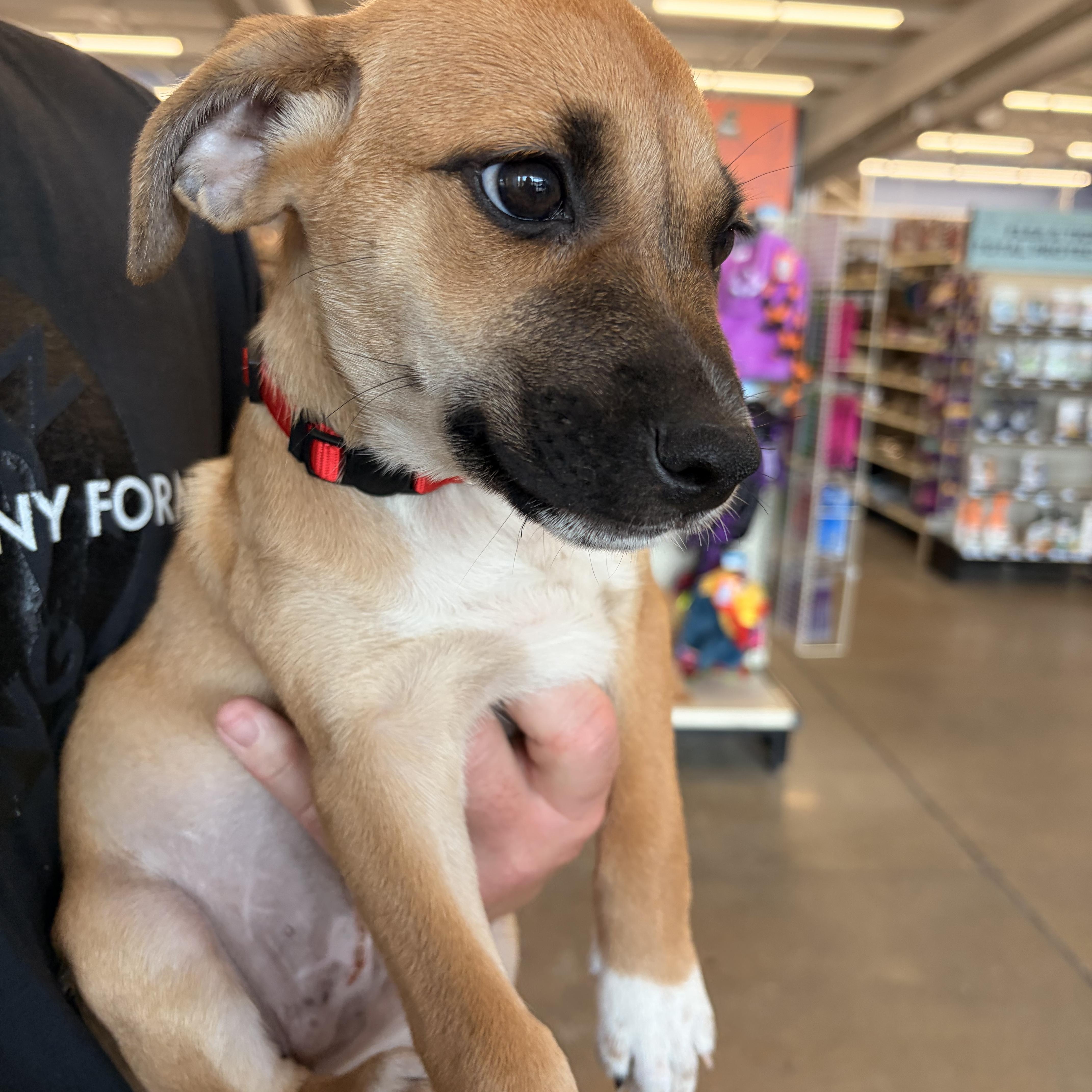 A baby small-sized female Beagle dog named Jenna for adoption in Melbourne, AR