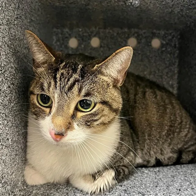 A young medium-sized female Domestic Short Hair cat named Paisley for adoption in Naples, FL