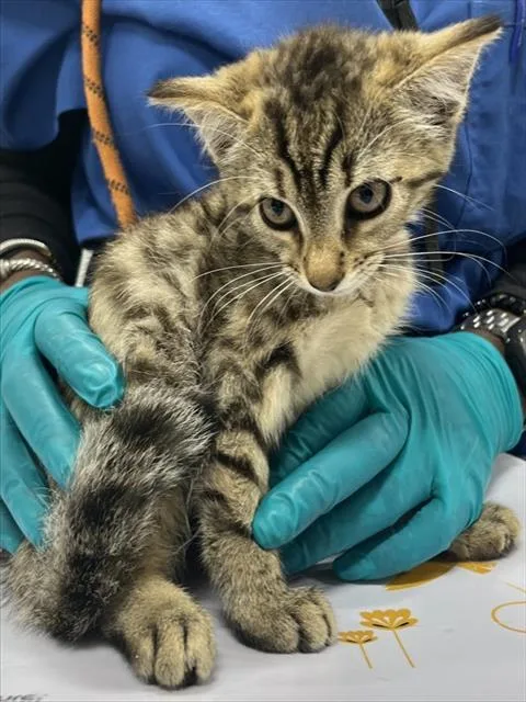 A baby small-sized female Domestic Short Hair cat named Skylar for adoption in Upper Marlboro, MD
