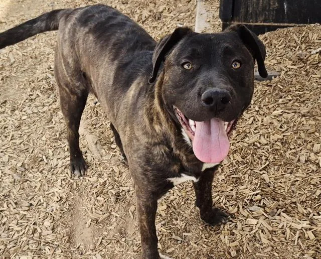 A young medium-sized male Pit Bull Terrier dog named Vaquero for adoption in Albuquerque, NM