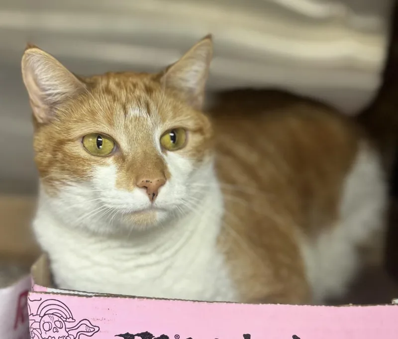 Simba