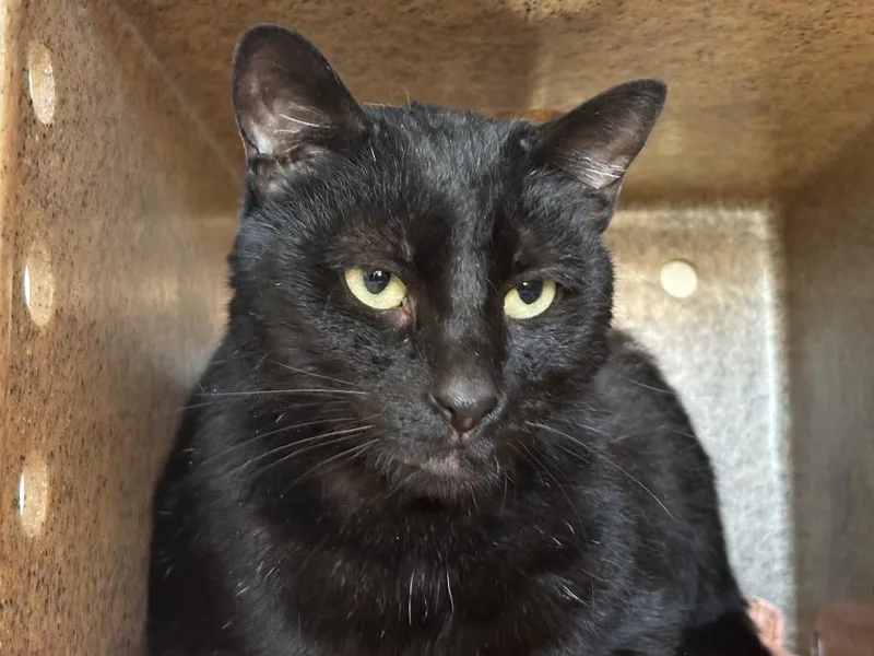 An adult large-sized male Domestic Short Hair cat named Julius Whiskers for adoption in Powell, OH