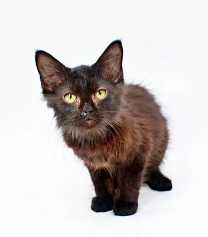 A baby small-sized male Domestic Medium Hair cat named Blueberry for adoption in Morton Grove, IL
