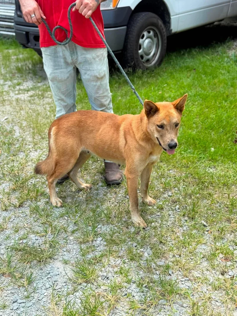 An adult medium-sized female Mixed Breed dog named Storm for adoption in Elizabethtown, NC