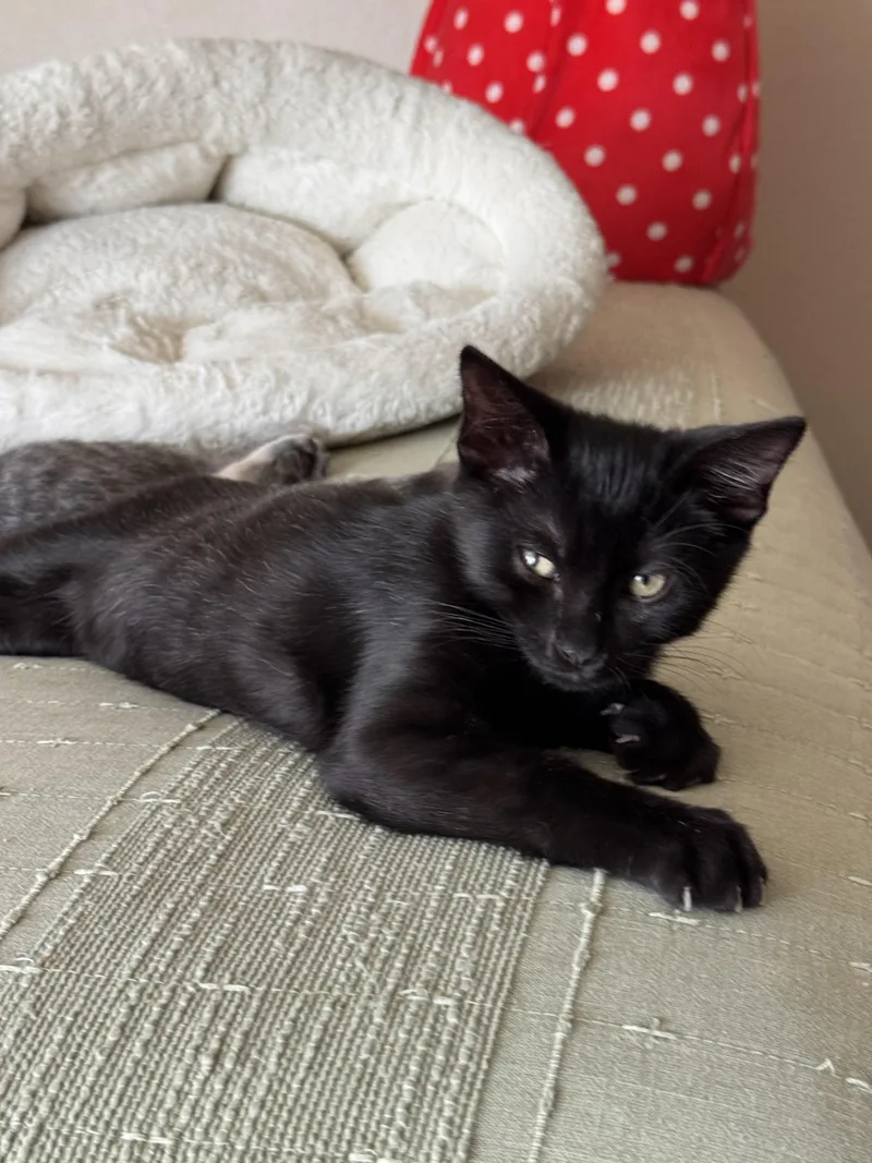 A baby small-sized male Domestic Short Hair cat named Maverick for adoption in Carlsbad, CA