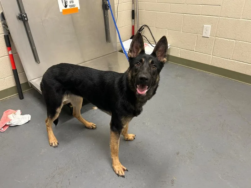 A baby medium-sized female German Shepherd Dog dog named Steph for adoption in Winder, GA