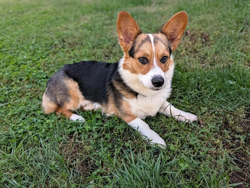 A young medium-sized male Bicolor Pembroke Welsh Corgi dog named Chewy for adoption in Lexington, KY