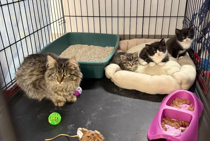 A baby large-sized female Domestic Short Hair cat named Eclair for adoption in Glenfield, NY