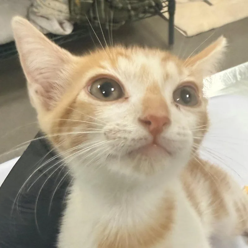 A baby small-sized female Orange / Red Domestic Short Hair cat named Anise for adoption in Las Cruces, NM