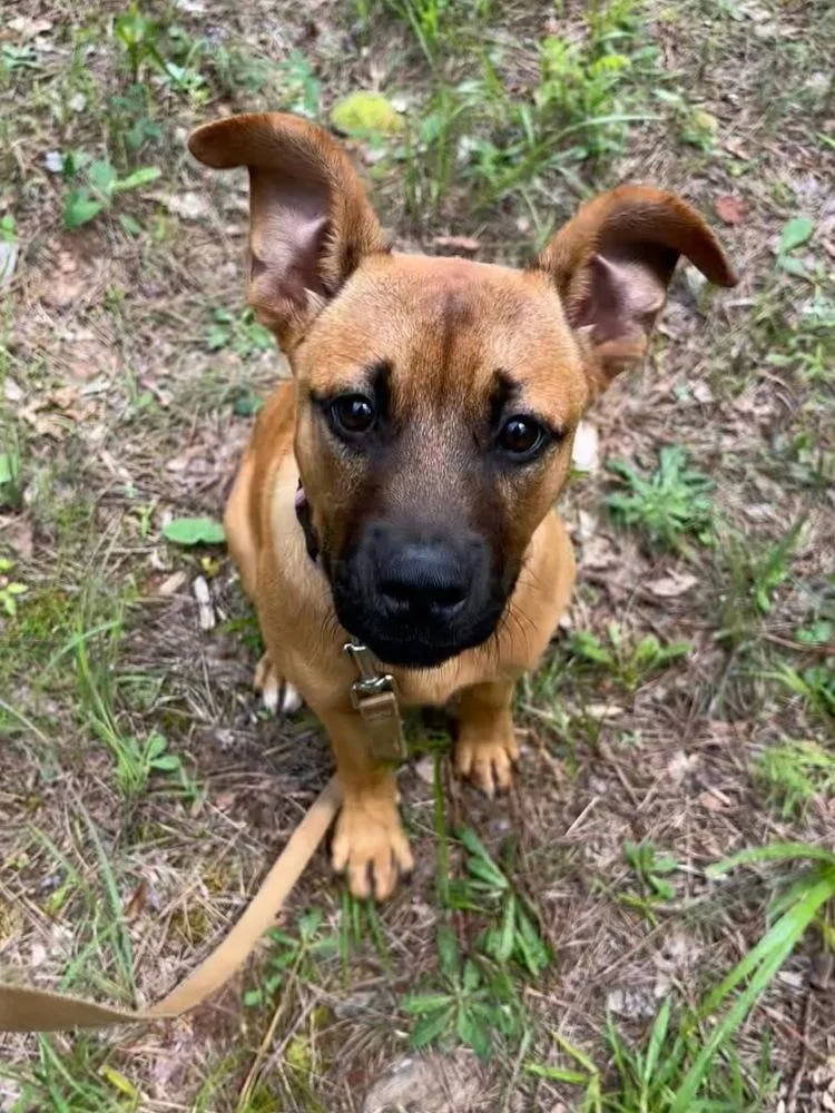 A baby medium-sized female Shepherd dog named Ruby Rose for adoption in Long Island City, NY