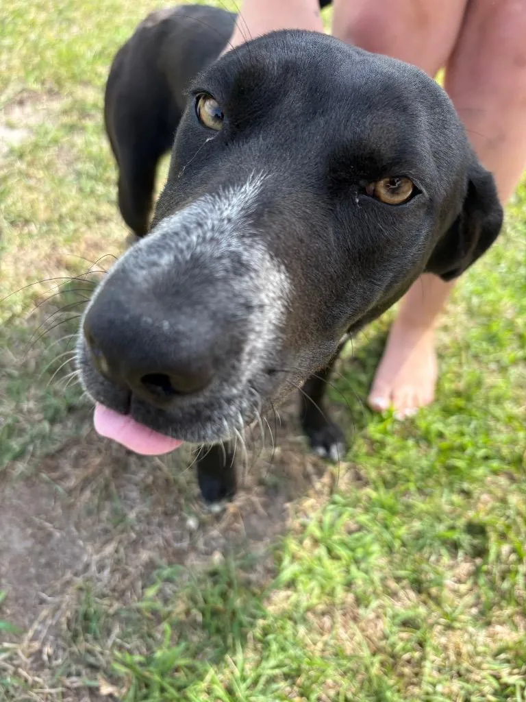 A young medium-sized female Mixed Breed dog named Mi Mi for adoption in Effingham, SC