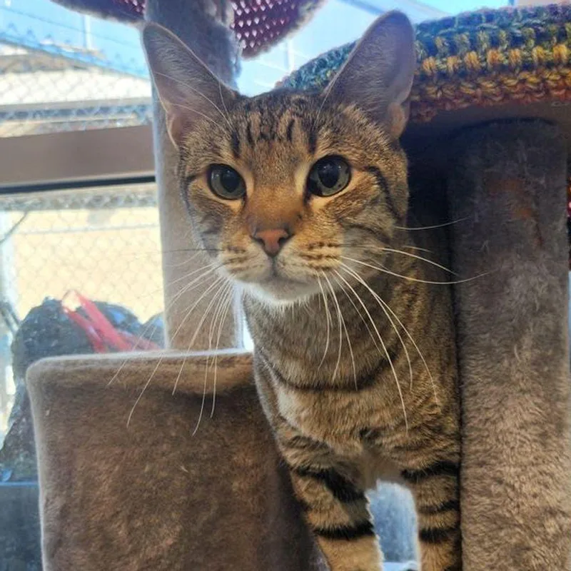 An adult large-sized male Brown / Chocolate Domestic Short Hair cat named Zander for adoption in Kingman, AZ
