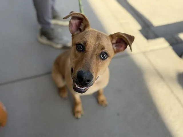 A young small-sized female German Shepherd Dog dog named Caramel for adoption in Denver, CO