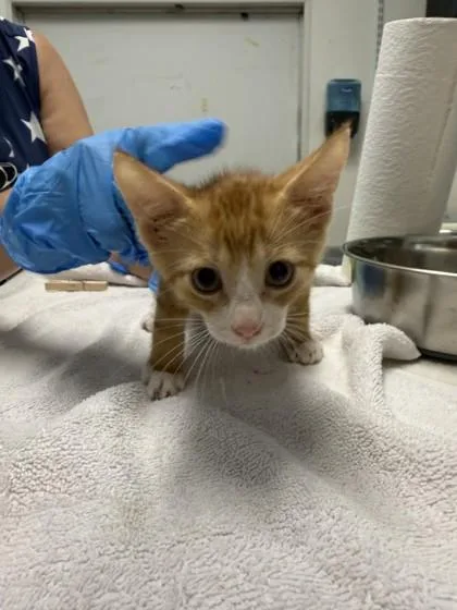 A baby small-sized male Orange / Red Domestic Medium Hair cat named Viper for adoption in Covington, LA