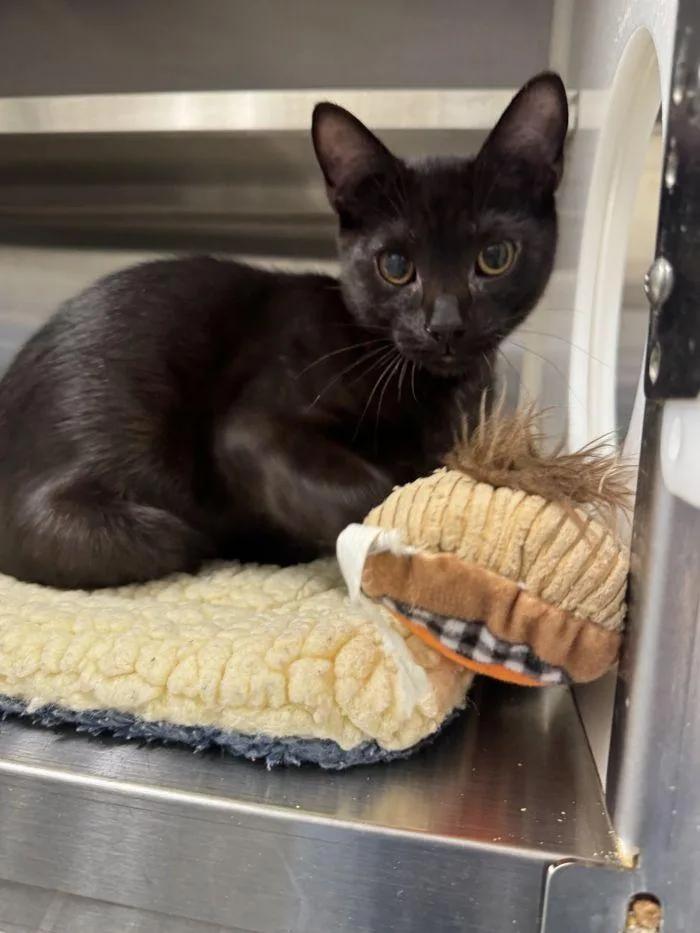A young small-sized male Black Domestic Short Hair cat named Kool Kid for adoption in Hilton Head Island, SC