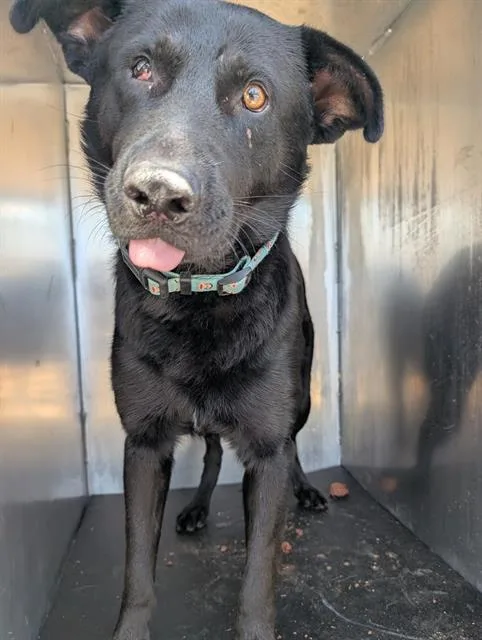 A young large-sized male Labrador Retriever dog named Admiral for adoption in San Antonio, TX