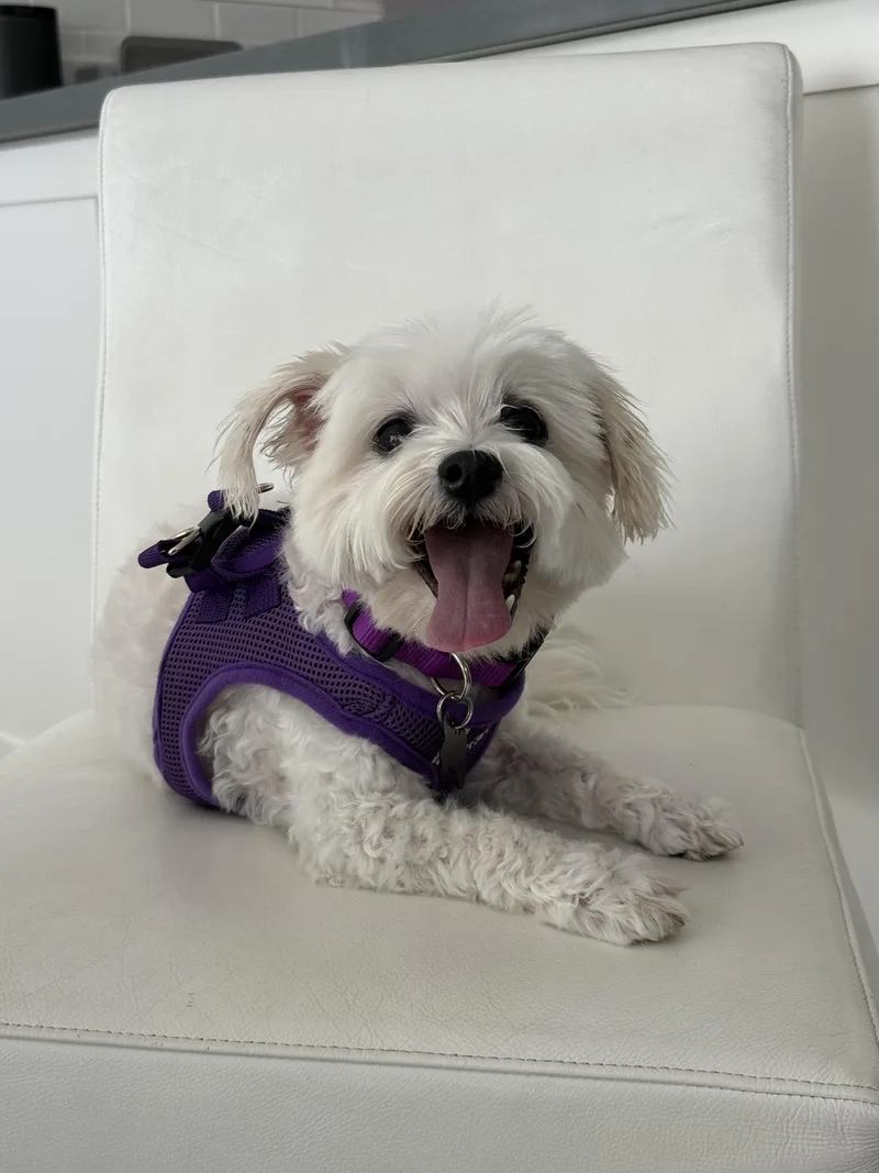 An adult small-sized male White / Cream Bichon Frise dog named Ravishing Rory for adoption in Carlsbad, CA