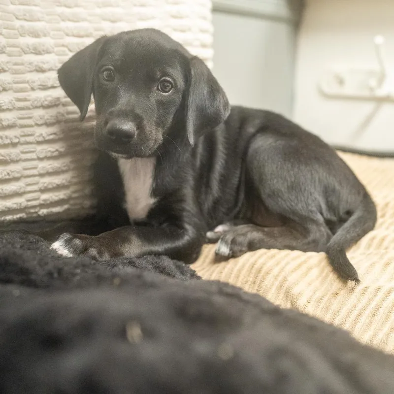 A baby medium-sized female Labrador Retriever dog named Praline for adoption in Pawling, NY