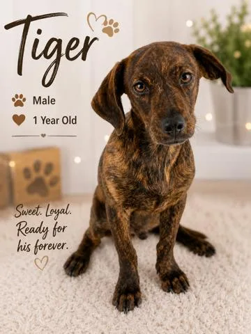A young small-sized male Miniature Schnauzer dog named Tiger Lufkin for adoption in Sumter, SC