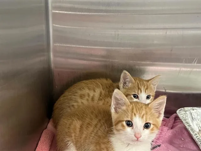 A baby small-sized male Domestic Short Hair cat named Meatball for adoption in Tustin, CA