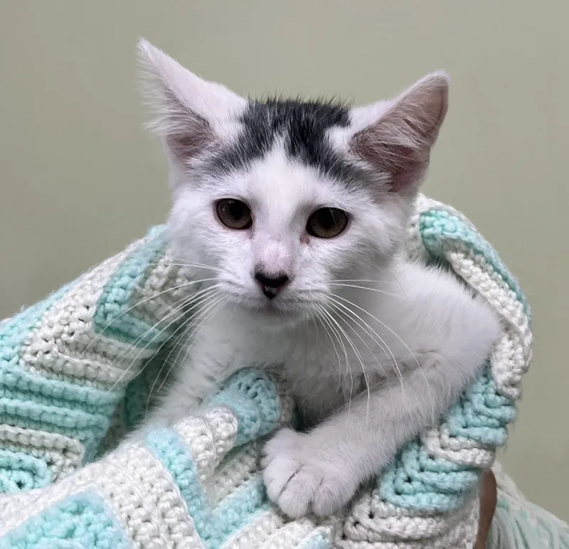 A baby small-sized male Domestic Short Hair cat named Everest for adoption in Shorewood, IL