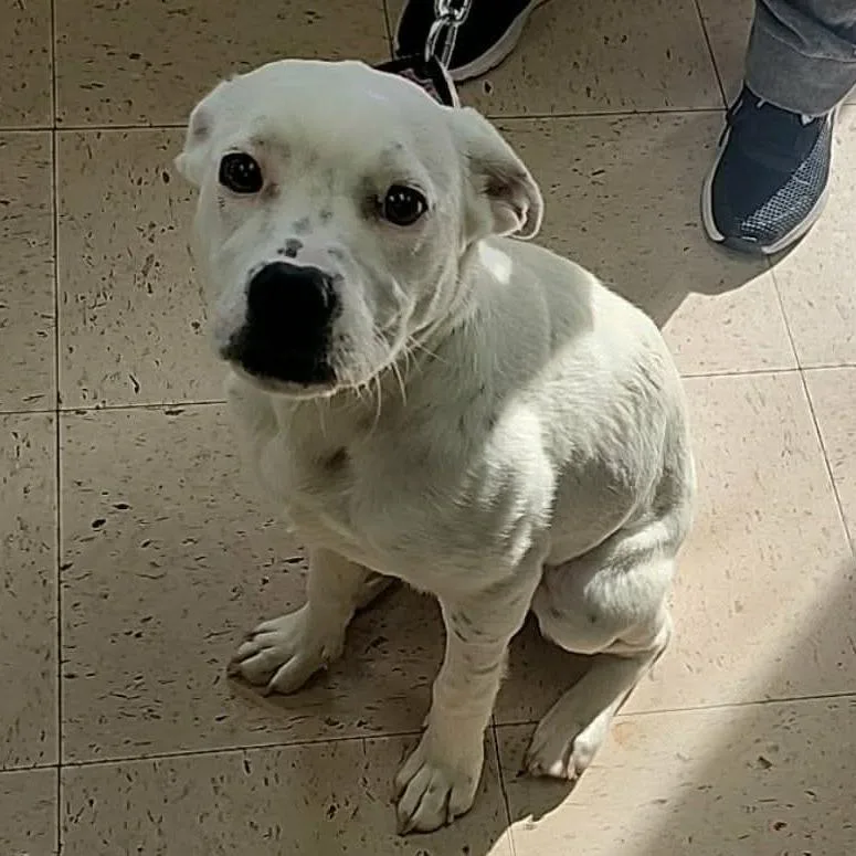 A young medium-sized female White / Cream Husky dog named Ivy for adoption in Charlottesville, VA