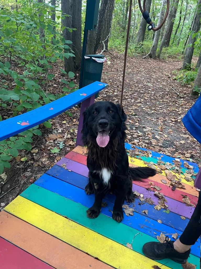 A young large-sized male Newfoundland Dog dog named Max for adoption in Cambridge, MD