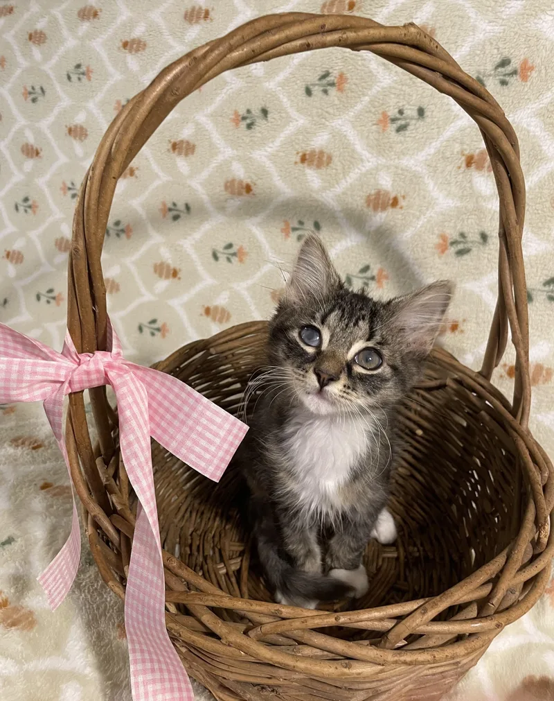 A baby medium-sized female Tabby (Brown / Chocolate) Domestic Short Hair cat named Uno for adoption in Bethel, OH