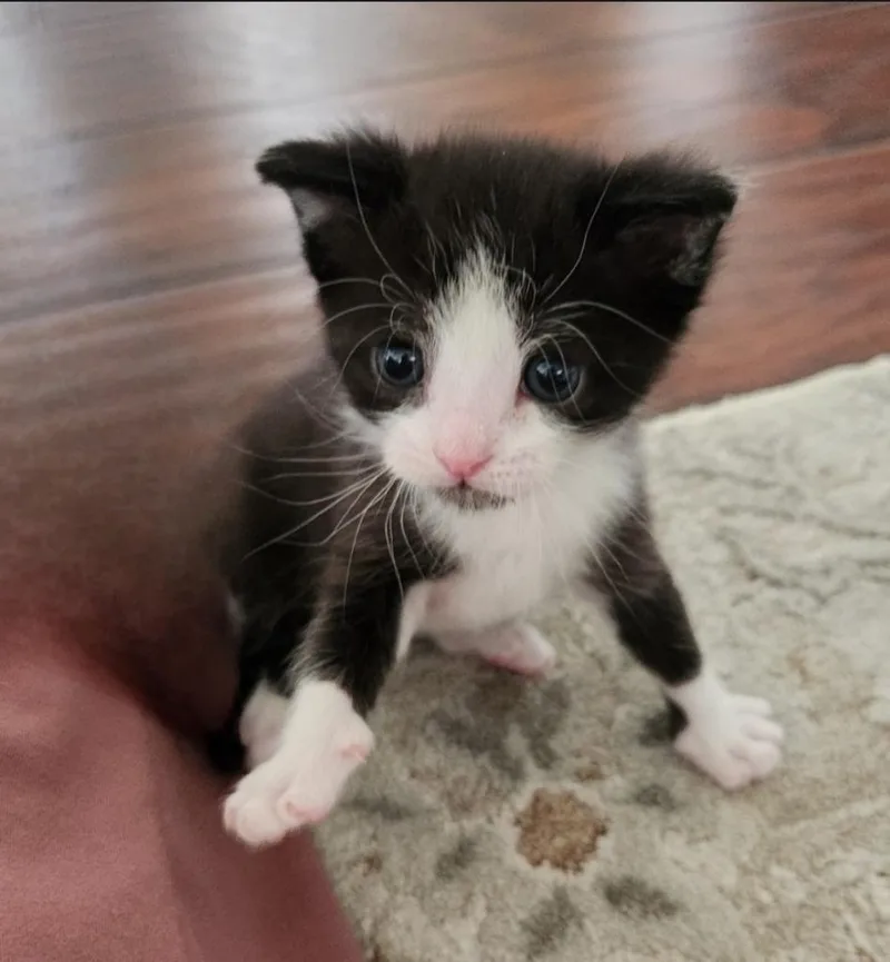 A baby small-sized male Domestic Short Hair cat named Gomez for adoption in San Jacinto, CA