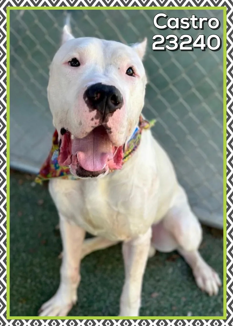 An adult extra large-sized male White / Cream Dogo Argentino dog named Castro for adoption in Marietta, GA