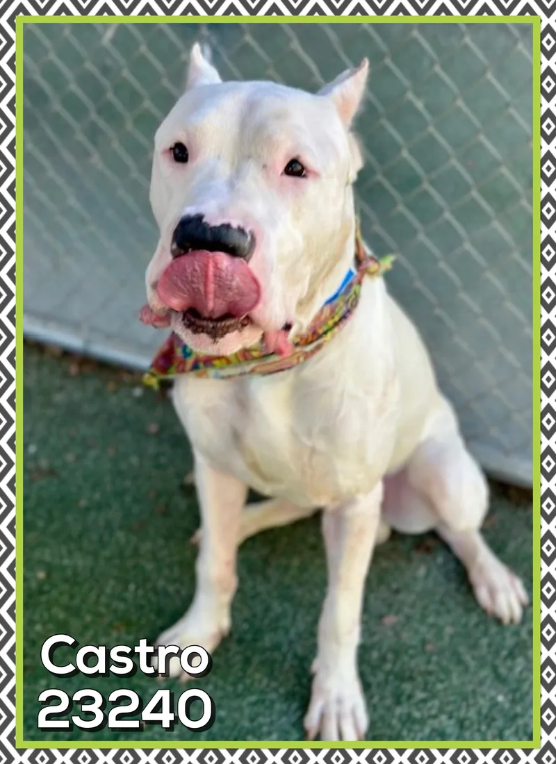 Castro thumbnail 2