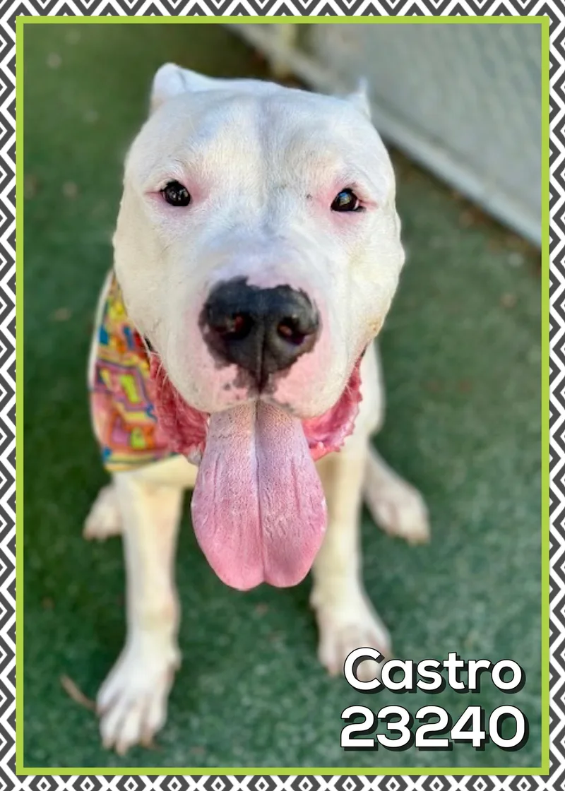 Castro thumbnail 3