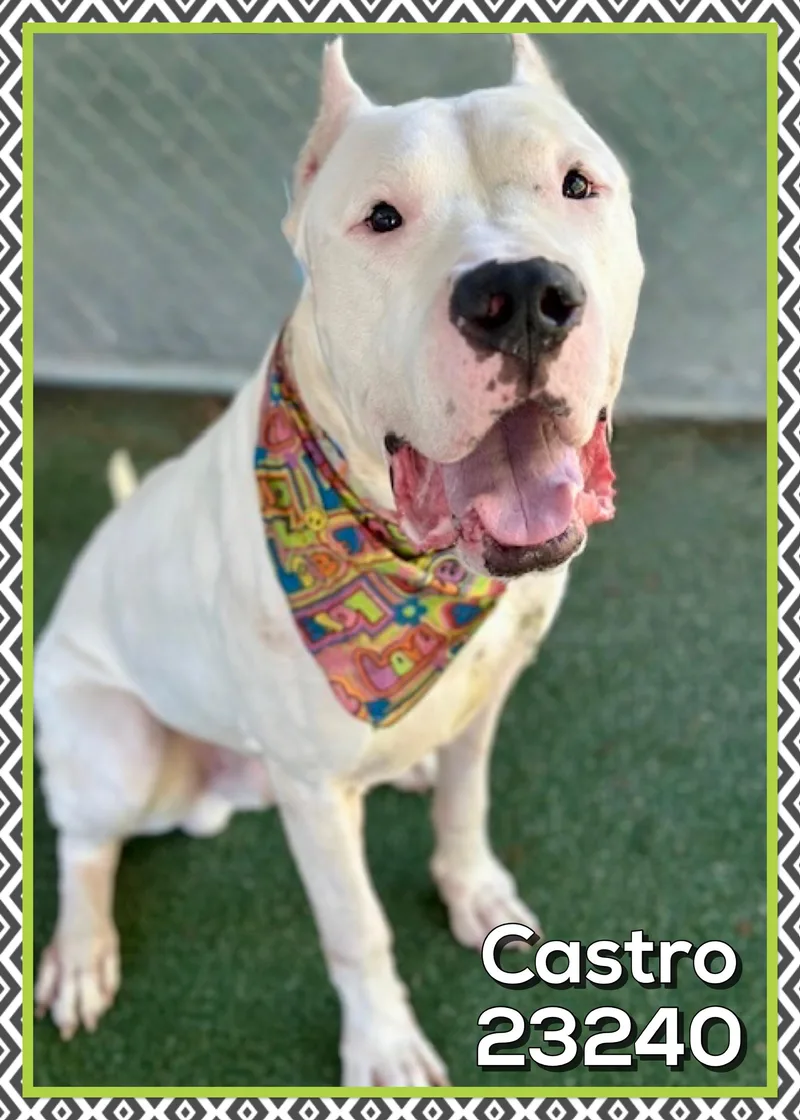 Castro thumbnail 4