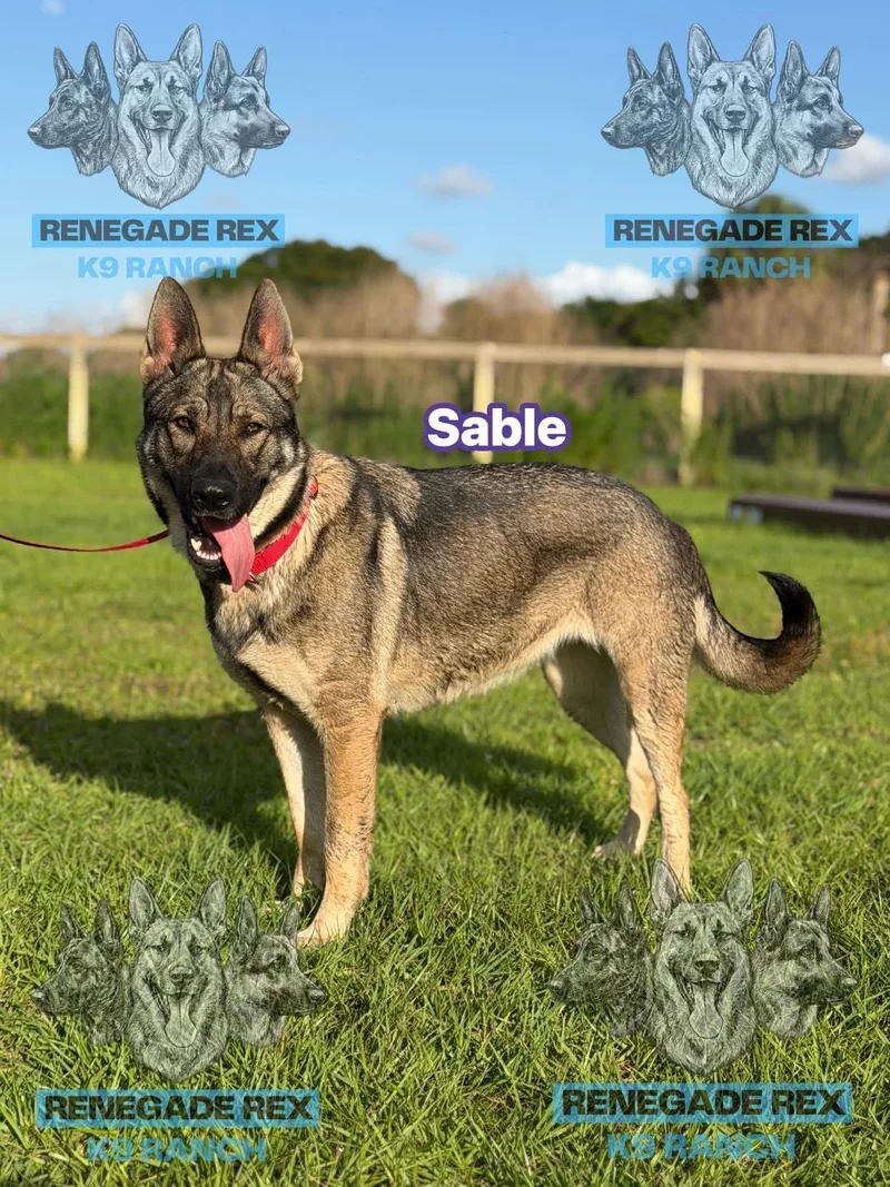 Sable