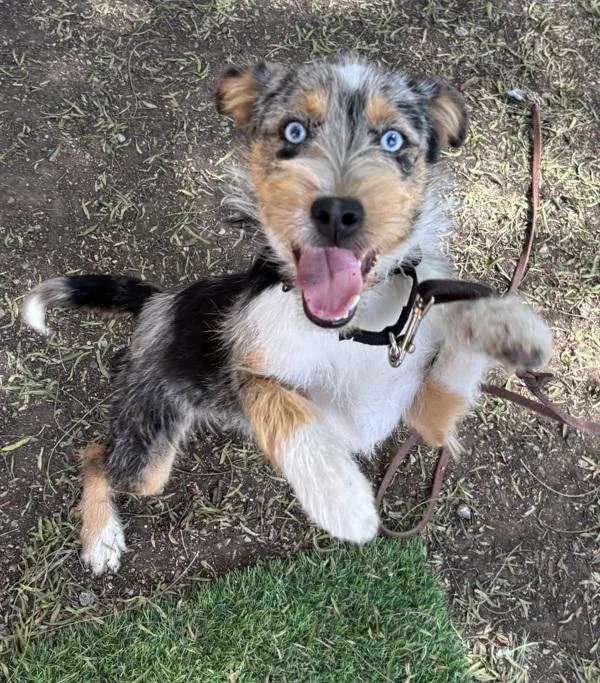 A young medium-sized female Terrier dog named Nina for adoption in Escondido, CA