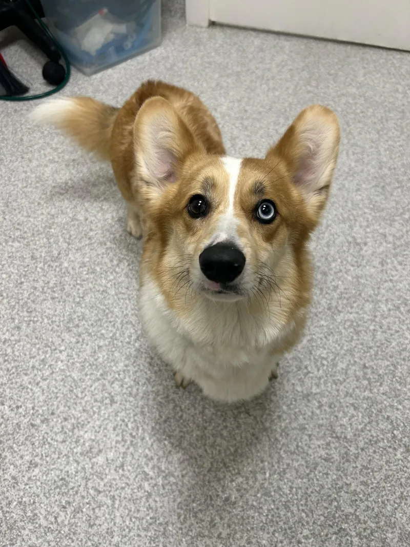 A young medium-sized male Corgi dog named Sunny for adoption in Lancaster, PA