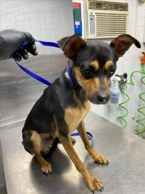 An adult small-sized male Miniature Pinscher dog named Sesame for adoption in Woodland, CA