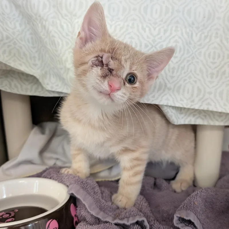 A baby small-sized male Buff / Tan / Fawn Domestic Short Hair cat named Porthos for adoption in Birdsboro, PA