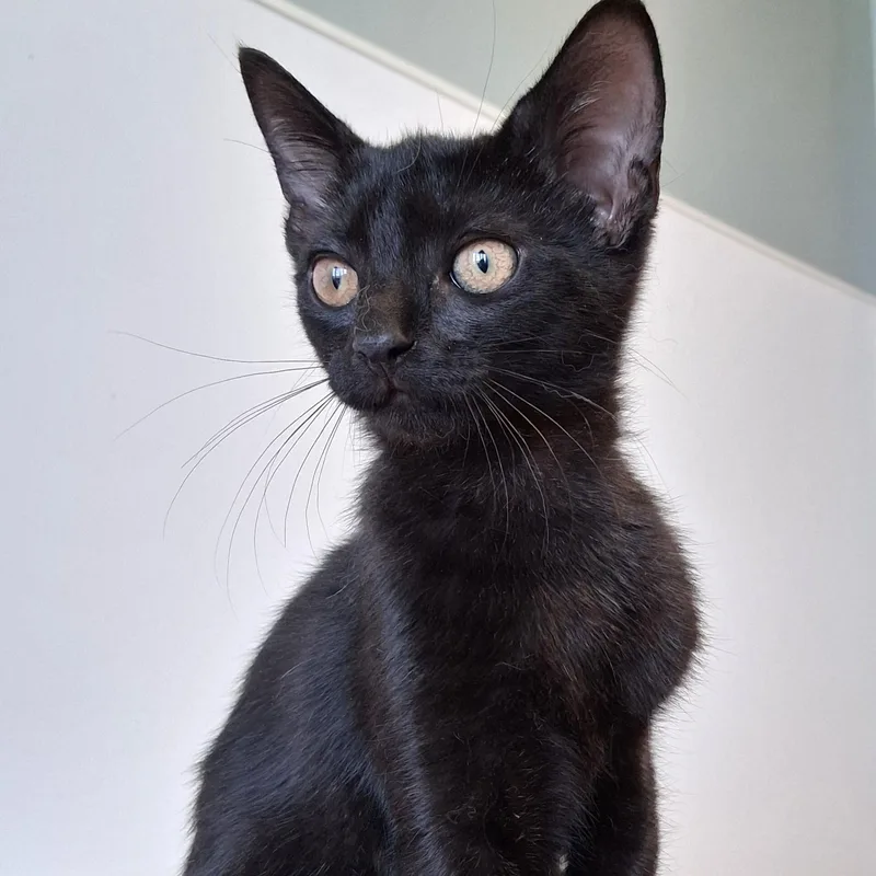 A young small-sized female Black Domestic Short Hair cat named Walli for adoption in Belmont, NY