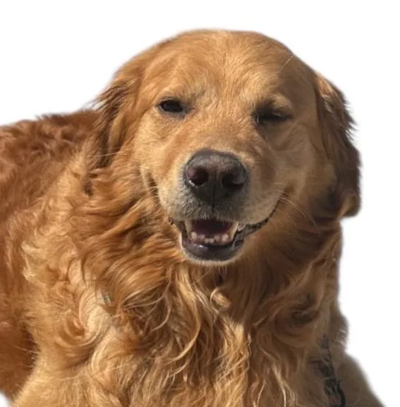 An adult medium-sized male Golden Retriever dog named Mr Peanutbutter for adoption in TEMECULA, CA