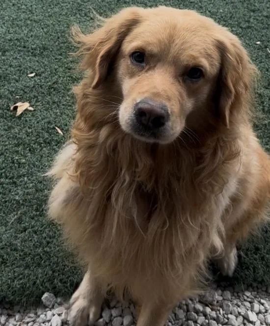 Mr Peanutbutter thumbnail 2
