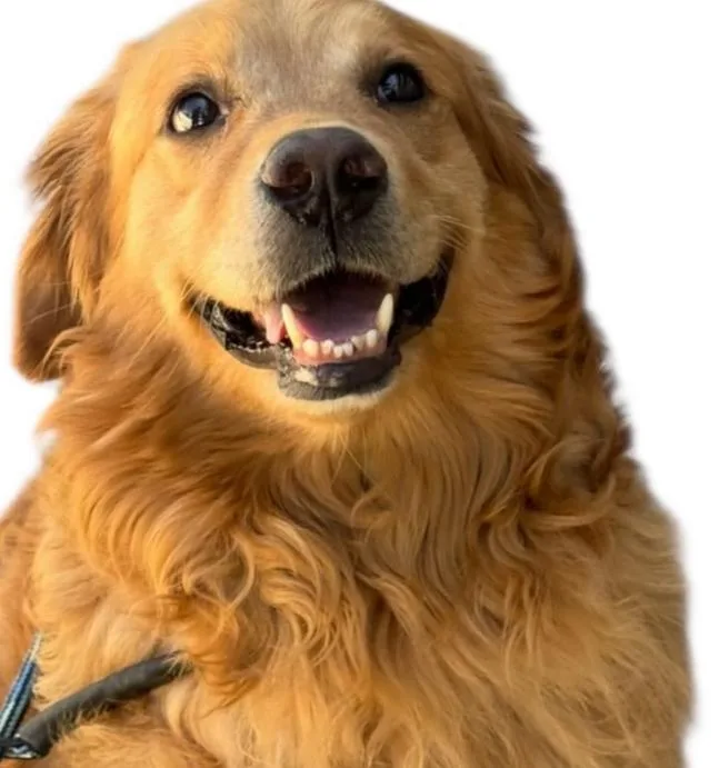 Mr Peanutbutter thumbnail 3