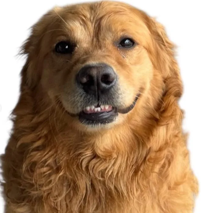 Mr Peanutbutter thumbnail 4