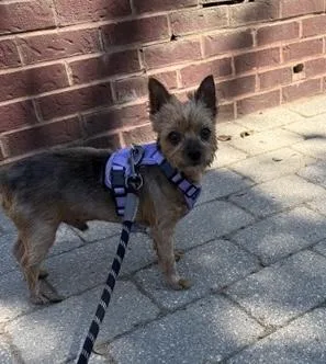 Chewy