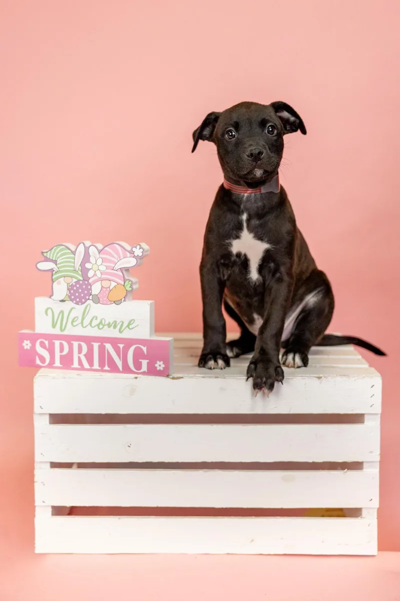A baby medium-sized male Pit Bull Terrier dog named 257-26 for adoption in Brighton, CO