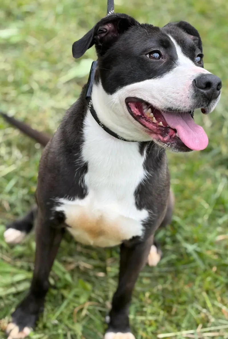 A young medium-sized female Black Mixed Breed dog named Marsha for adoption in Hazard, KY