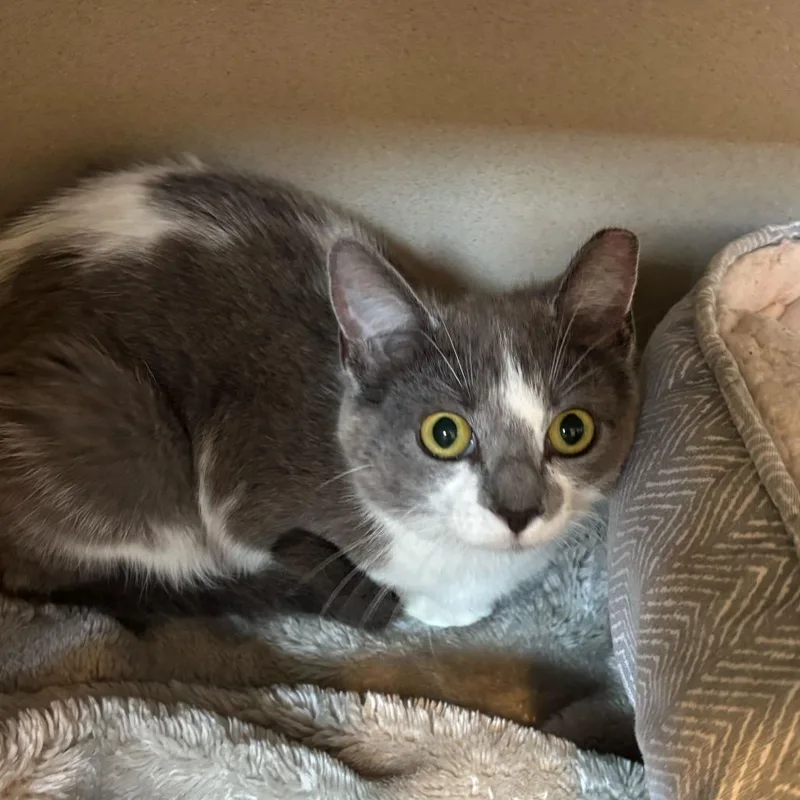 A young medium-sized female Gray / Blue / Silver Domestic Short Hair cat named Lida Bita Boda Butt for adoption in Louisville, KY