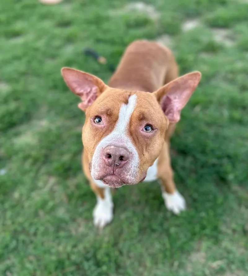 An adult large-sized male Pit Bull Terrier dog named Diesel for adoption in Evansville, IN