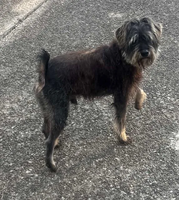 An adult small-sized male Gray / Blue / Silver Miniature Schnauzer dog named Bruce for adoption in Memphis, TN
