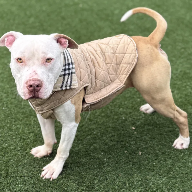 Daniel Tiger thumbnail 5